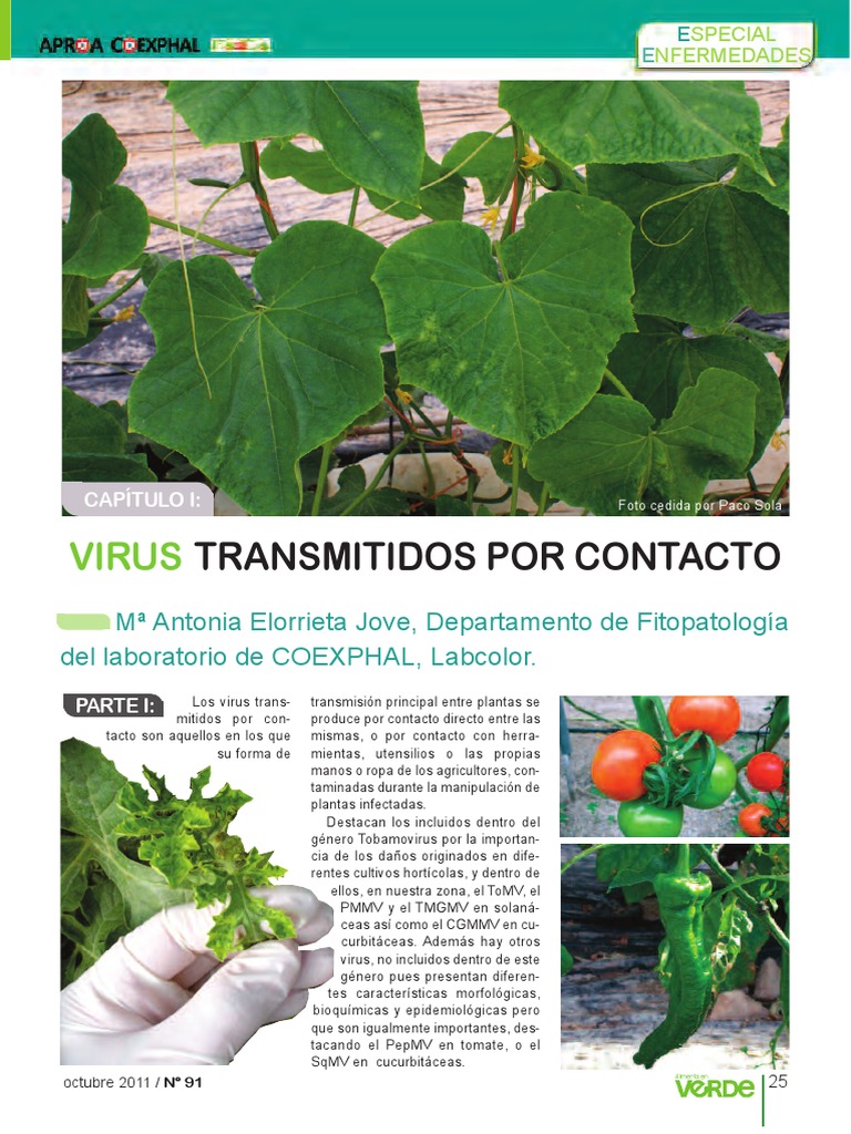 VIRUS DEL MOSAICO DEL TOMATE