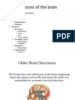 Hindbrain (The Brainstem) : - Medulla - Pons - Cerebellum - Hypothalamus - Thalamus - The Cortex