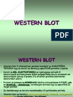2 Western Blot