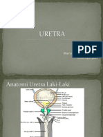 Uretra