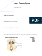 endocrine  excretory system