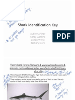 Shark Id Key 1