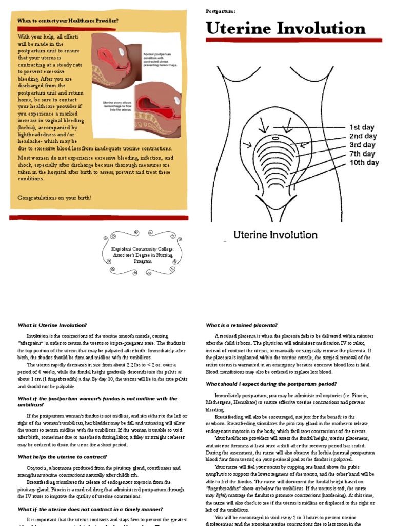 Normal Uterine Involution Uterus Postpartum Period