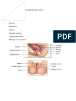 Anatomi Dan Fisiologi Reproduksi Wanita Skenario 1 PBL 32