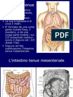 Sistema Digerente: Intestino Tenue