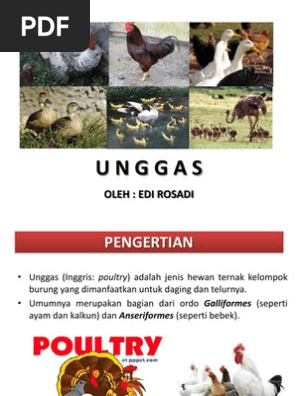 Unggas