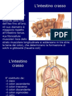 Sistema Digerente: Intestino Crasso