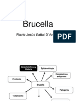 Brucella Flavio Sattui