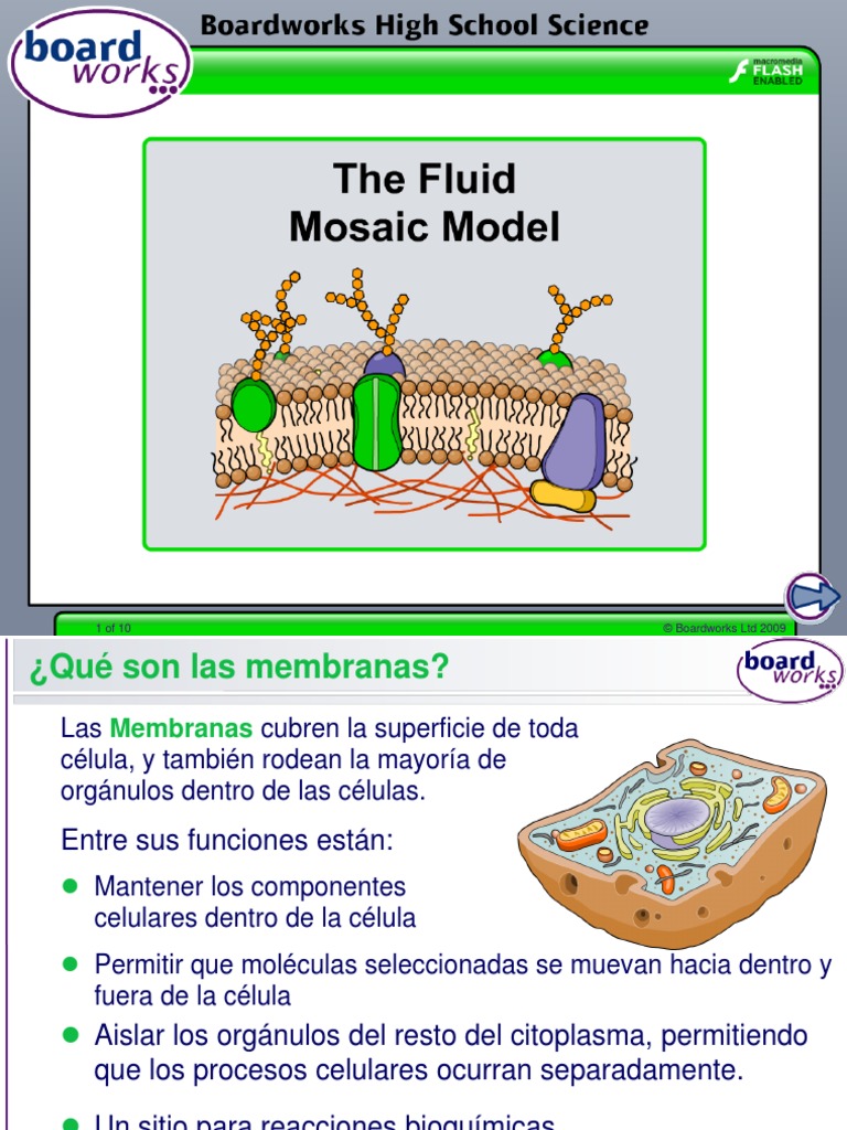 Explique O Modelo Mosaico Fluido Da Membrana Celular