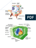 Célula Vegetal