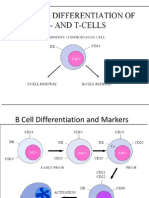 B and T Cell Markers and Differentiation
