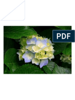 Hydrangeas.pdf