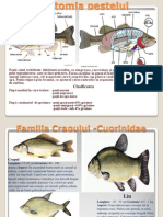 Anatomia Peştelui