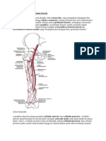 Pendarahan Arteri Ekstremitas Bawah