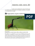 Los Diez Insectos Más Raros Del Mundo. (4 - Gorgojo Jirafa, Un Gran Constructor)