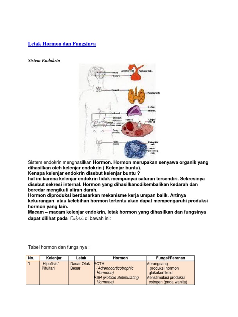 Letak dan Fungsi Hormon Manusia | PDF | Kesehatan Holistik