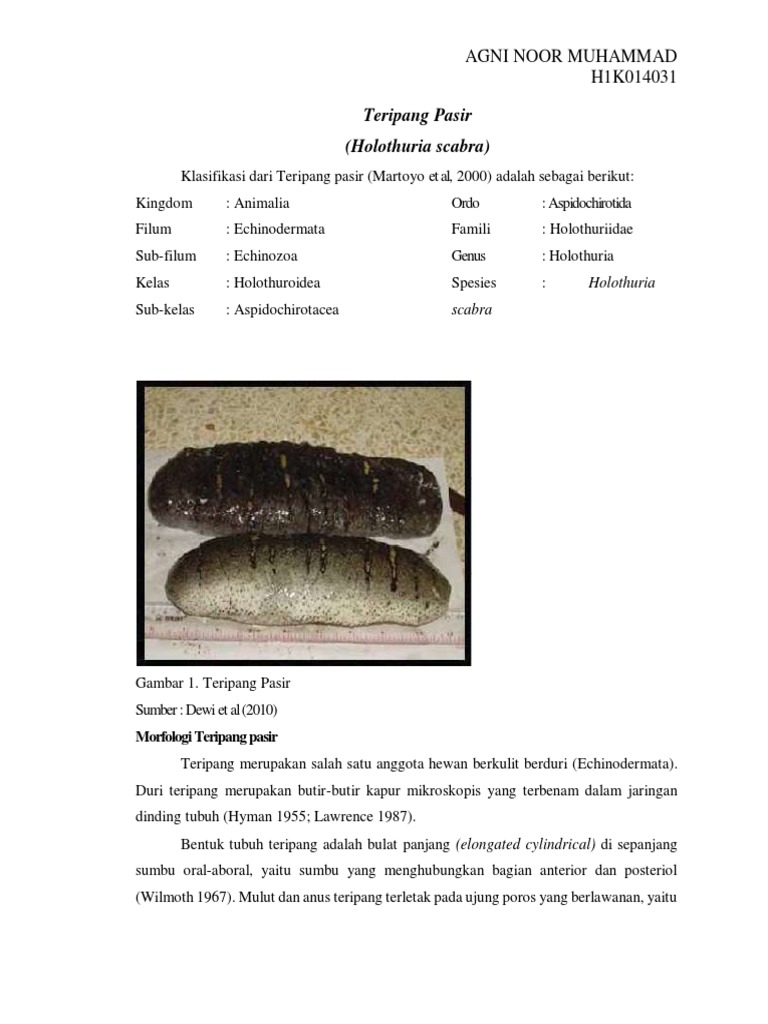 Klasifikasi dari Teripang pasir pdf Klasifikasi dari Teripang pasir pdf