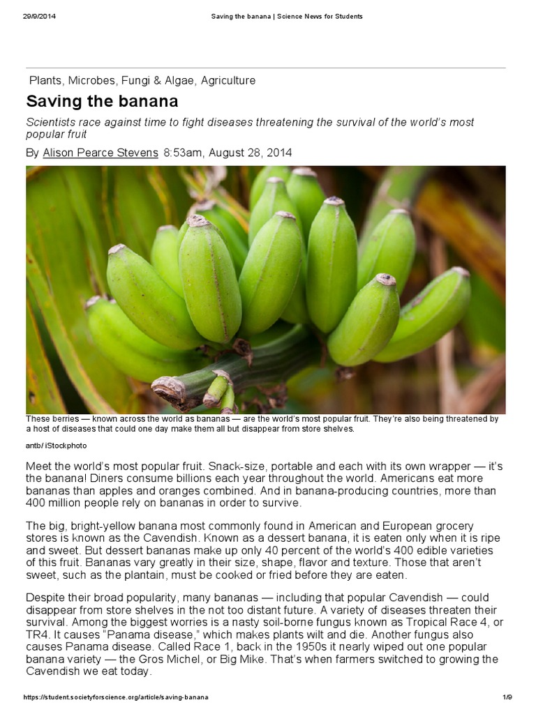Saving the Banana _ Science News for Students Banana Organisms