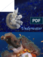 [Sharing] Underwater Animals