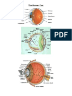The Human Eye: Anatomy and Function