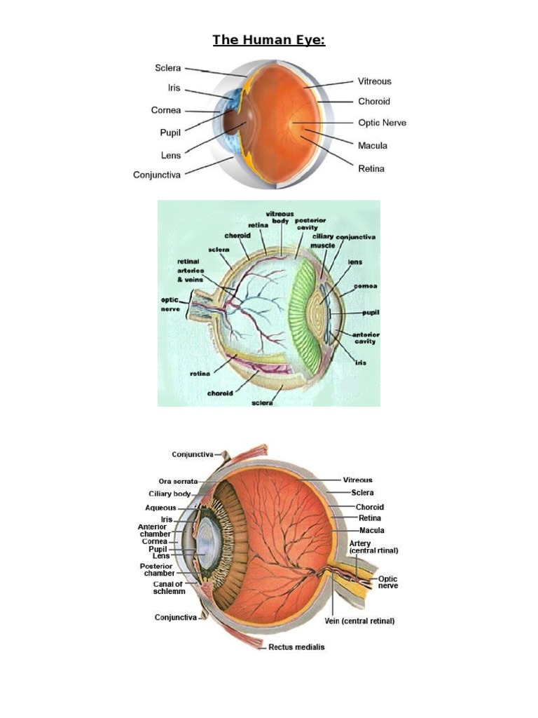 Understanding the Human Eye Anatomy | PDF
