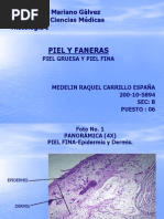 Histologia de la piel 