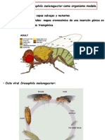 Drosophila 2013-14 PDF