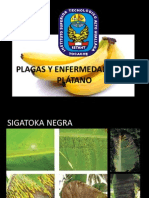 Dispositiva Plagas y Enf Plátano