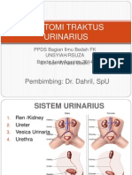 Tractus Urinarius Aan