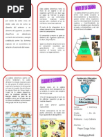 Triptico Cadena Alimenticia