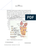 Spermatogenesis