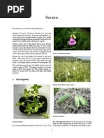 Download Sesame seedspdf by thippli SN250240604 doc pdf