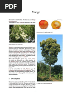 Download Mango by thippli SN250241939 doc pdf