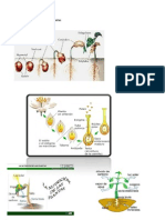 La Reproducción de Las Plantas
