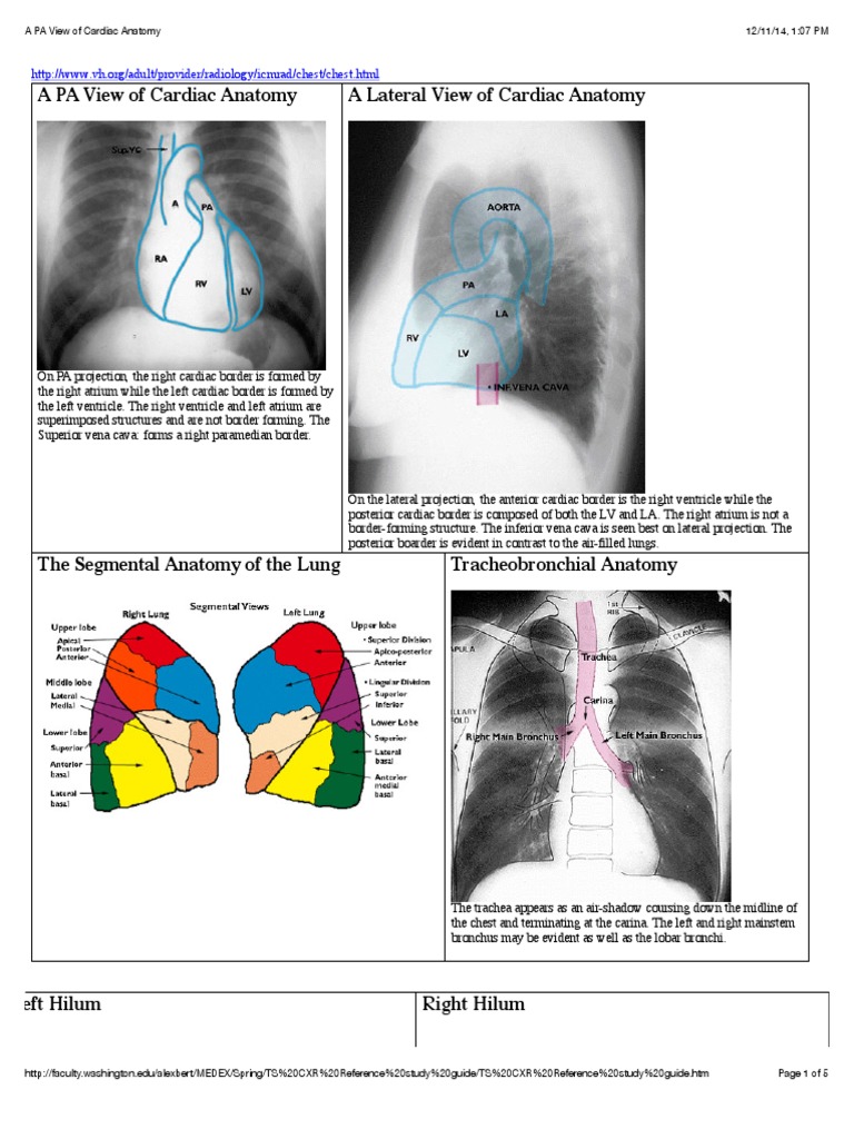 X-Rays Thorax Anatomy | PDF