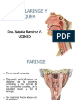 Faringe, laringe y tráquea