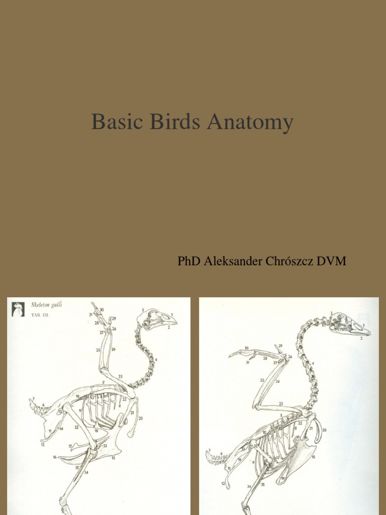 Basic Birds Anatomy: PHD Aleksander Chrószcz DVM | PDF
