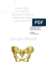 Pelvis Lab