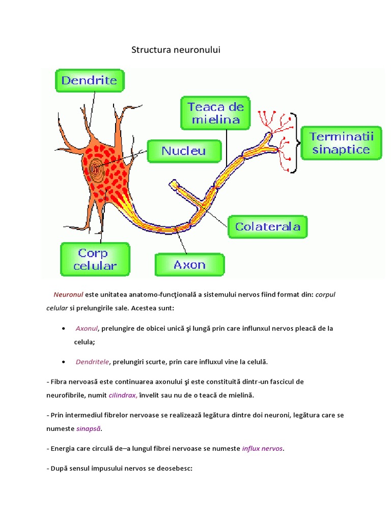 Structura Neuronului | PDF