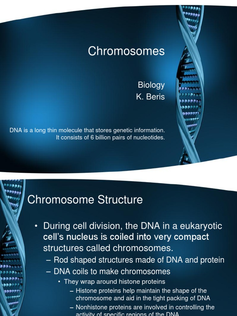 Chromosomes Notes | PDF | Chromosome | Ploidy