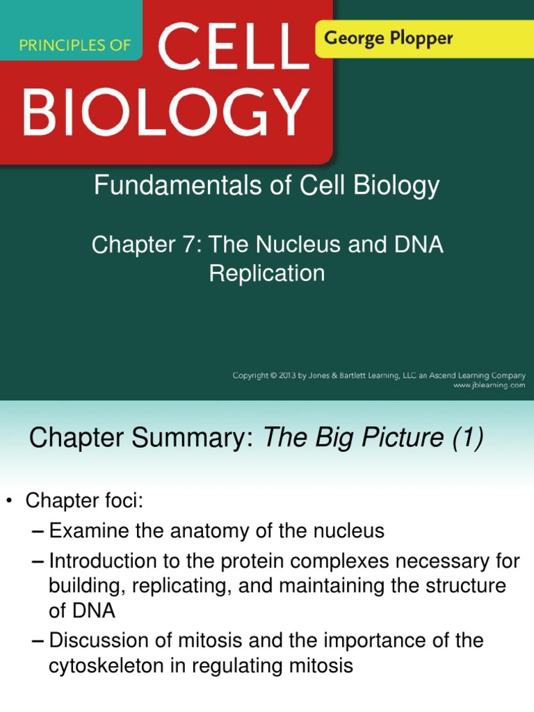 Fundamentals of Cell Biology: Chapter 7: The Nucleus and DNA ...