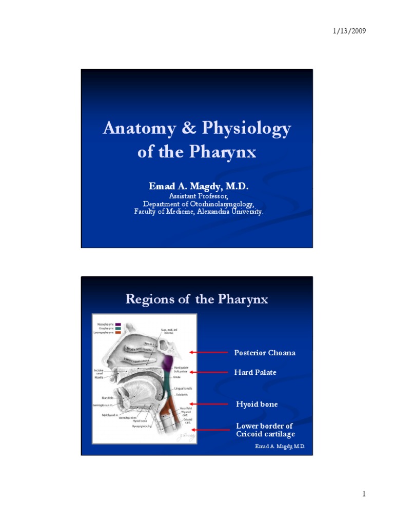 Anatomy & Physiology of The Pharynx | PDF