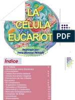 La célula eucariota.ppt