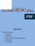13-digestion.ppt