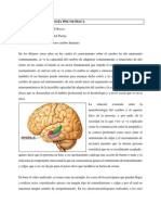 Taller de Deontología Psicológica - El Maravilloso Cerebro Humano