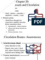 20 Circulatory System