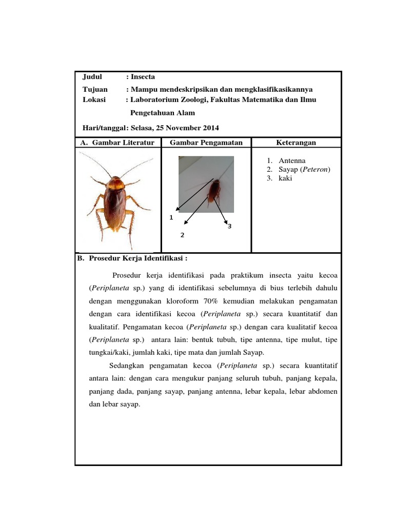 LAPORAN INSECTA  SISTEMATIK HEWAN 