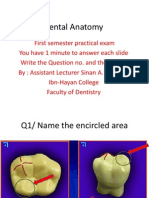 Dental Anatomy Slides Review 1 PDF
