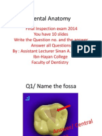Dental Anatomy Slides Review 2 PDF