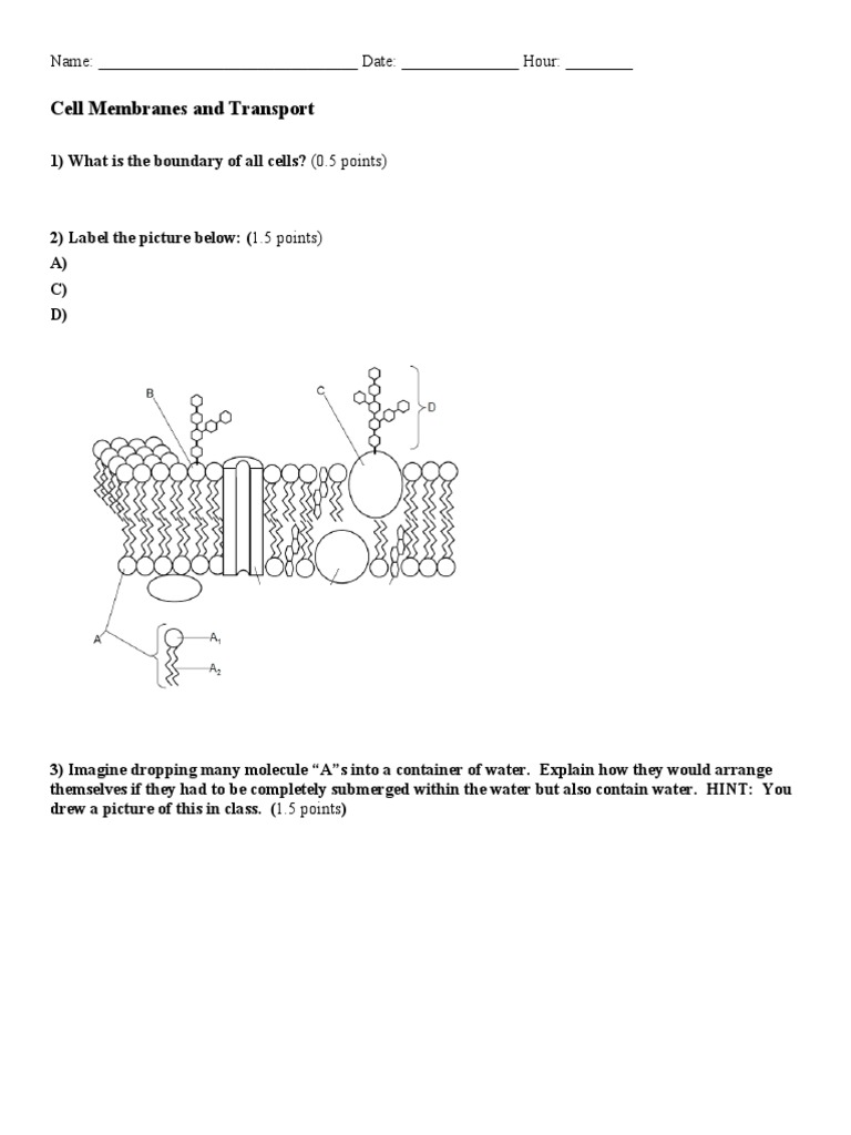 Cell Membrane and Transport Quiz | PDF | Osmosis | Applied And ...